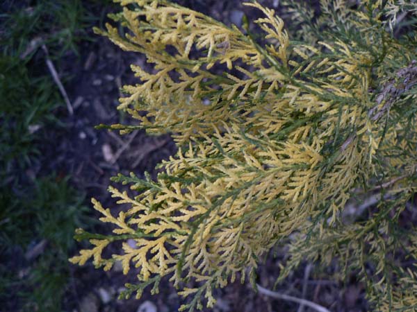 Platycladus orientalis 