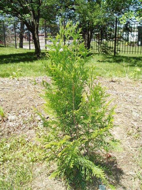 Thuja sutchuenensis 