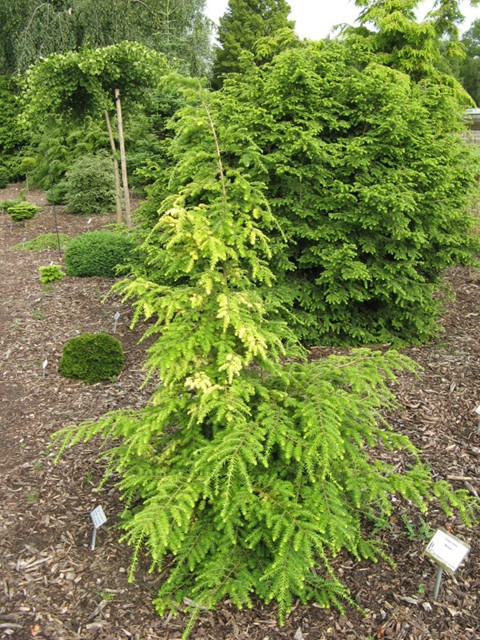 Tsuga canadensis 