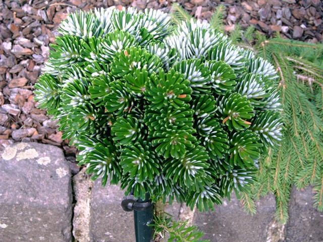 Abies koreana 