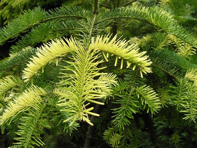 Abies alba 