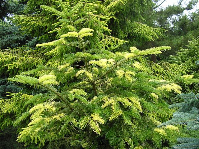 Abies alba 