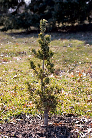 Pinus parviflora 