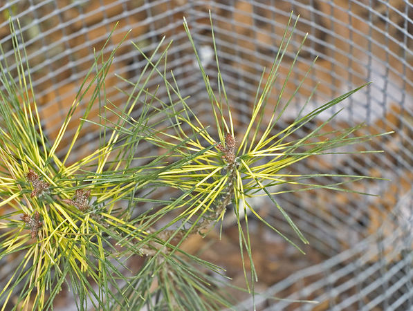 Pinus densiflora 