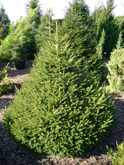 Picea orientalis 