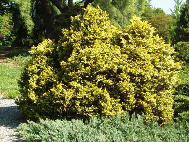 Chamaecyparis pisifera 