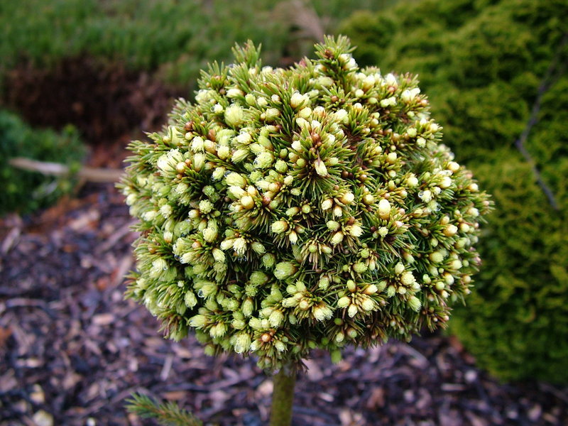 Picea glauca 