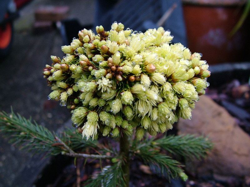 Picea glauca 