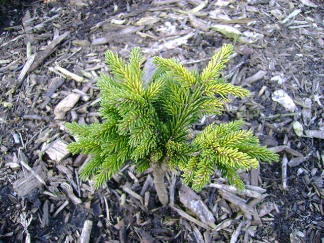Picea orientalis 
