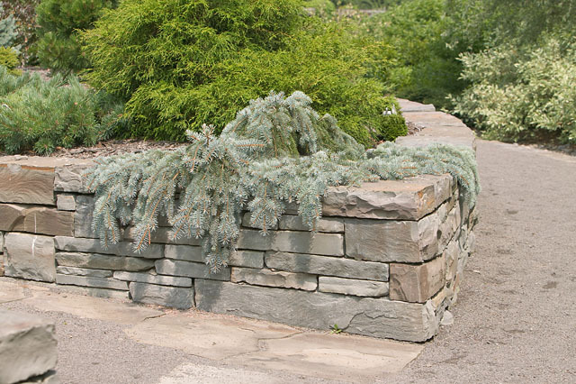 Picea pungens 