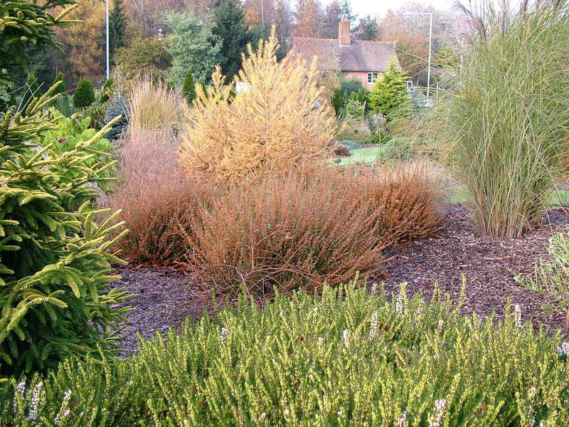 Larix decidua 
