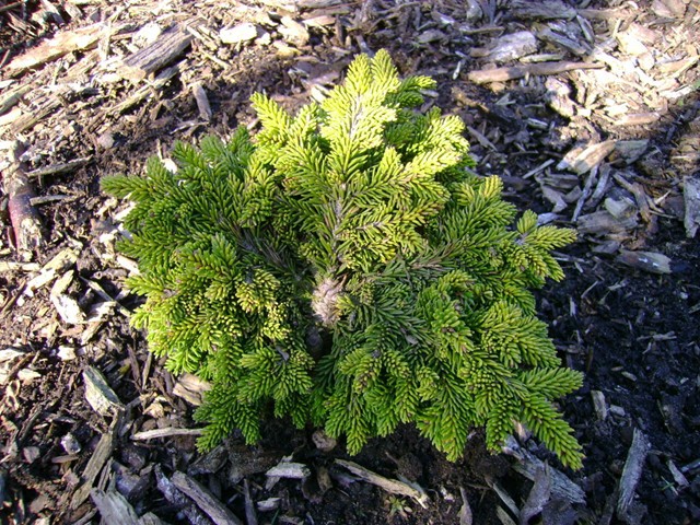 Picea orientalis 