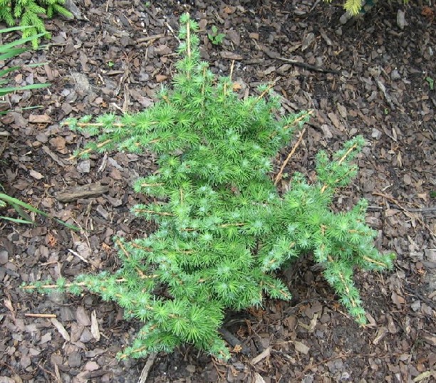 Larix kaempferi 