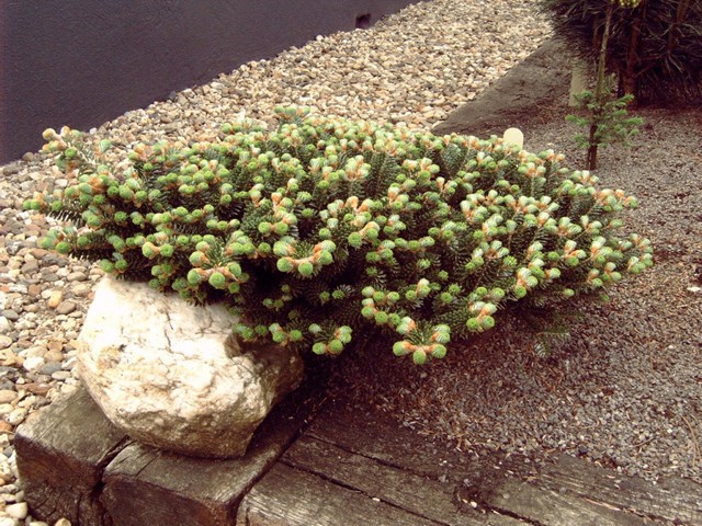 Abies koreana 