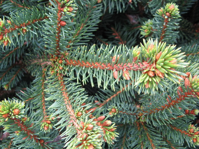 Picea abies 