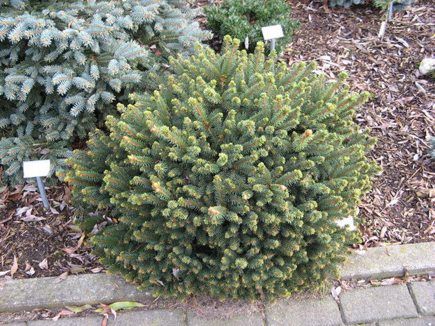 Picea abies 