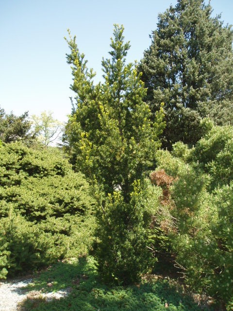 Amentotaxus yunnanensis 
