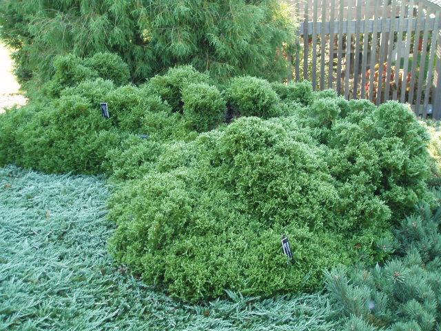 Thuja occidentalis 