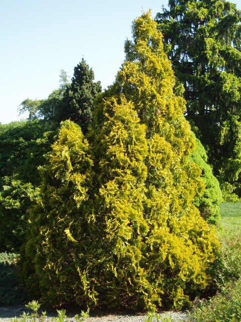 Thuja occidentalis 