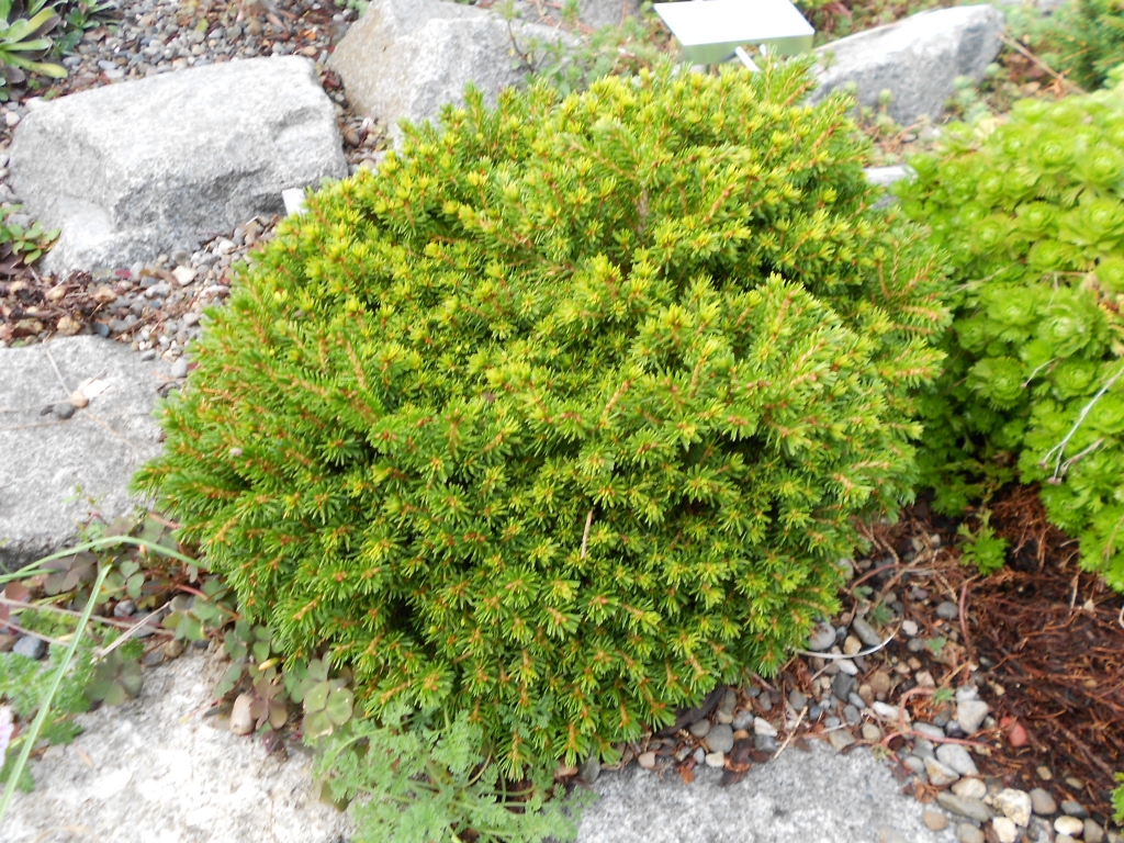 Picea orientalis 