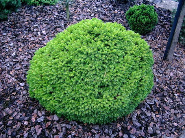 Picea orientalis 