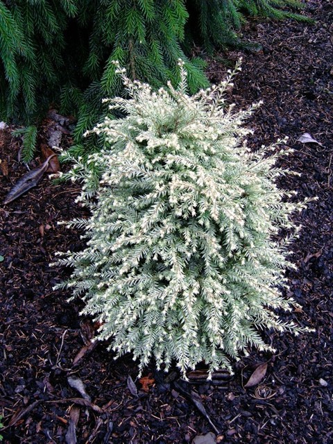 Tsuga canadensis 