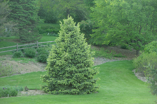 Picea pungens 