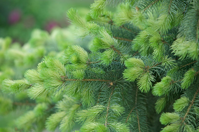 Picea pungens 