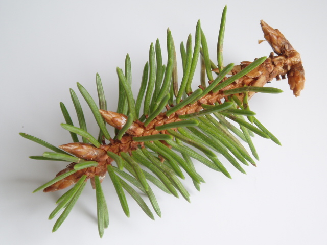 Picea abies 