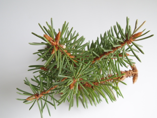 Picea abies 