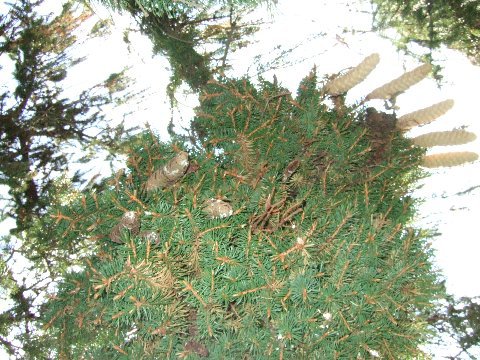 Picea abies 