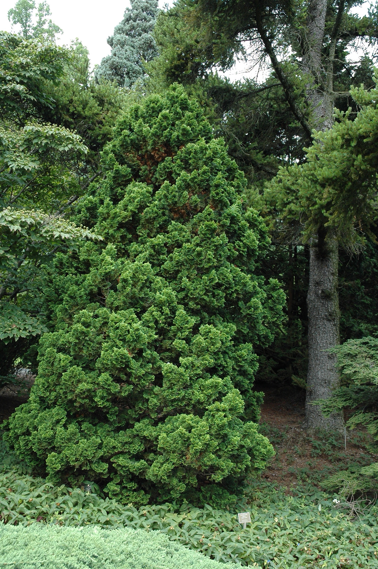 Chamaecyparis obtusa 