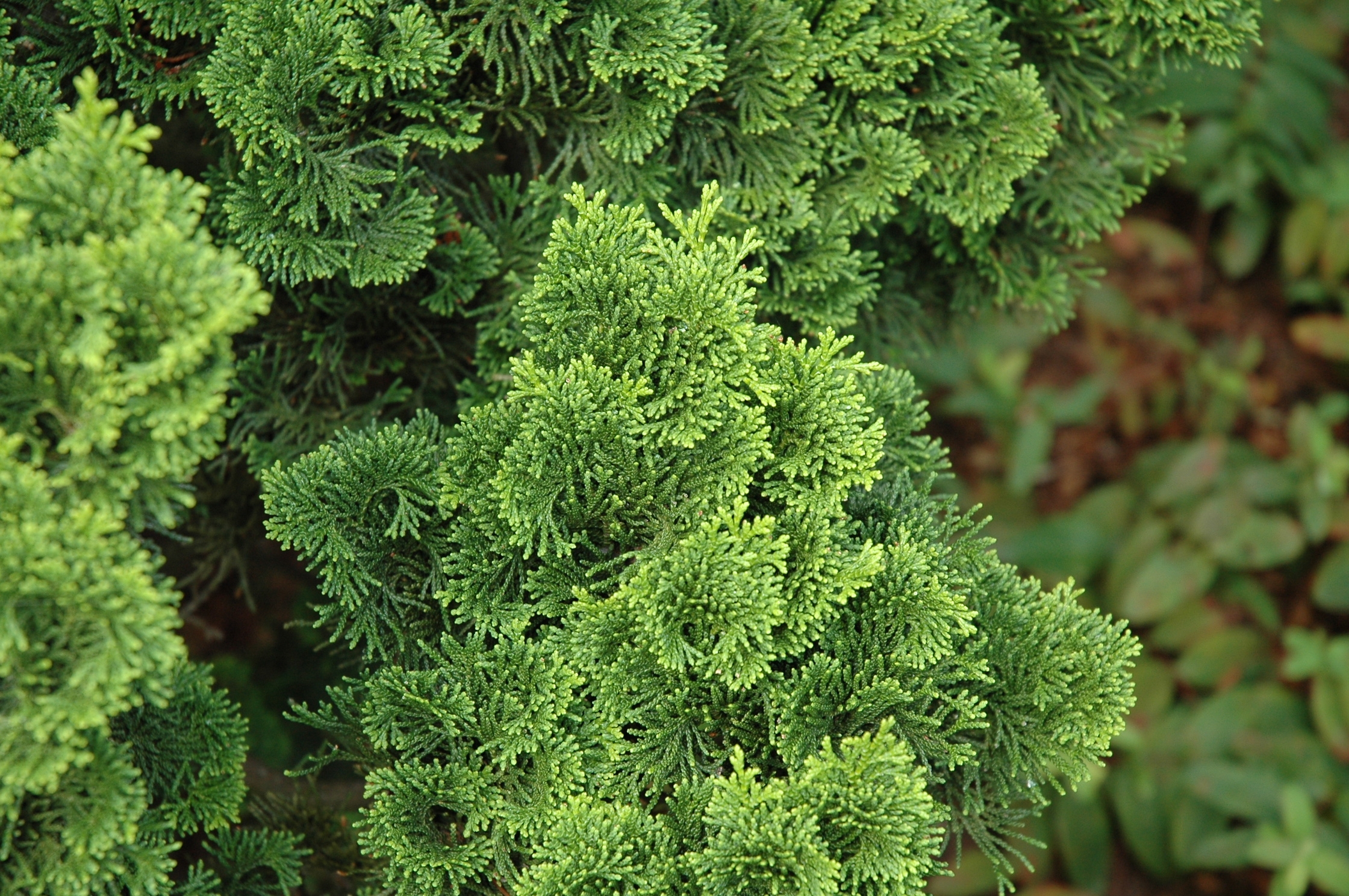 Chamaecyparis obtusa 