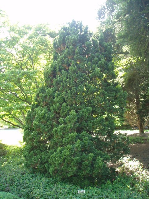 Chamaecyparis obtusa 