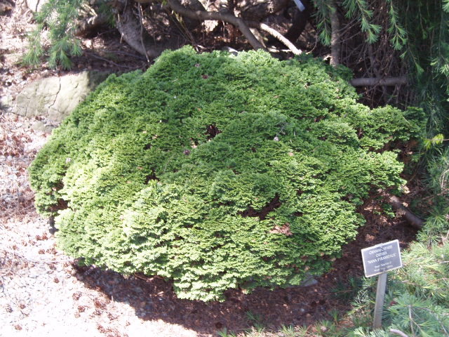 Chamaecyparis obtusa 
