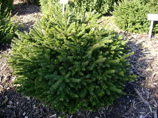 Picea orientalis 