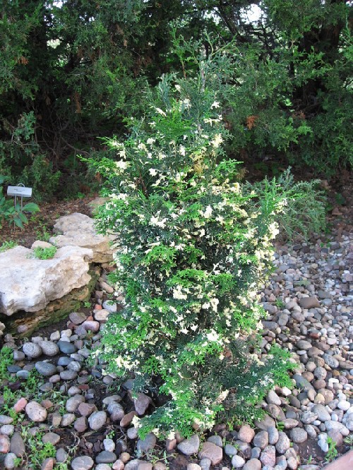 Chamaecyparis obtusa 