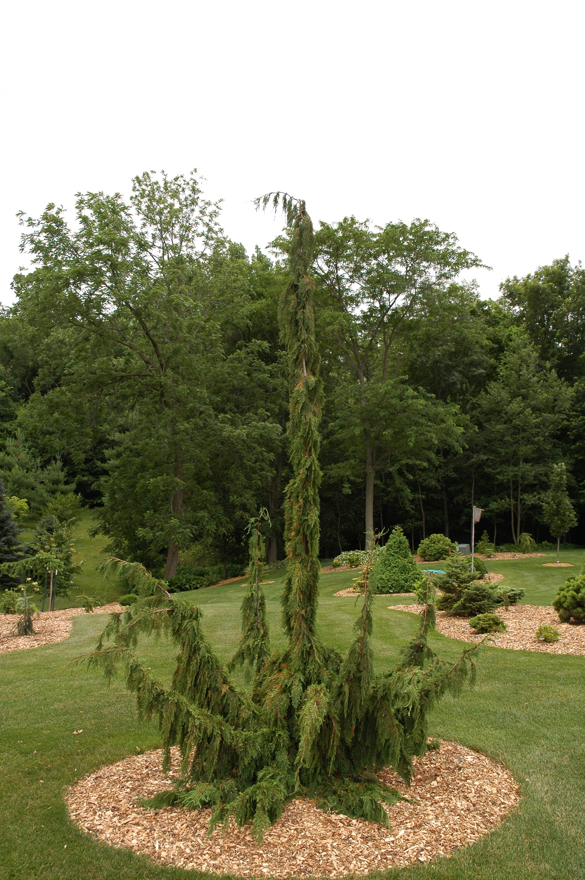 Cupressus nootkatensis 