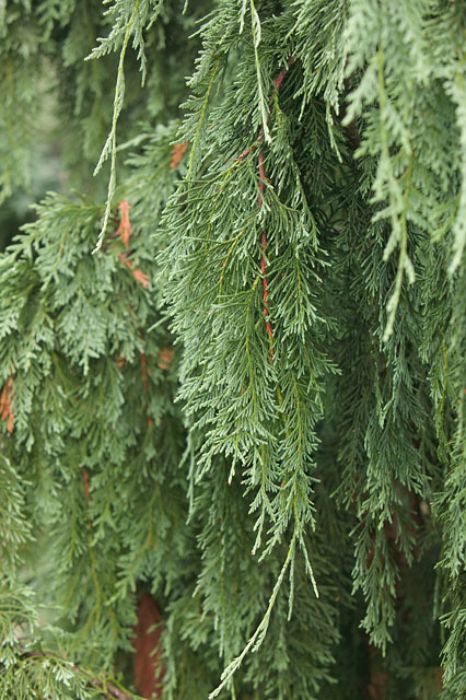 Cupressus nootkatensis 