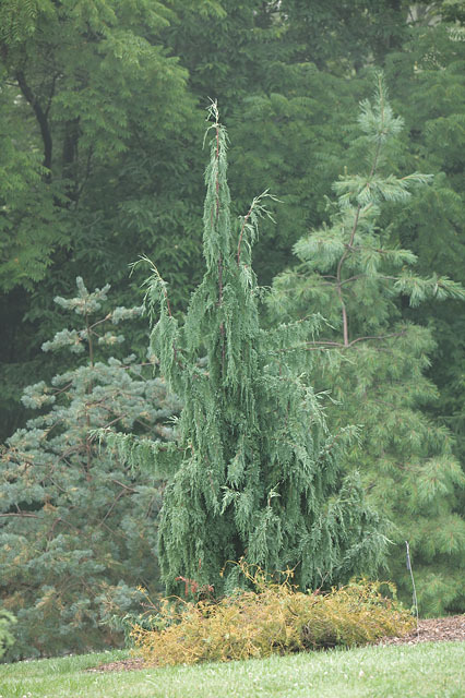 Cupressus nootkatensis 