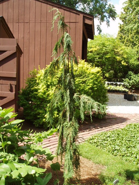 Cupressus nootkatensis 