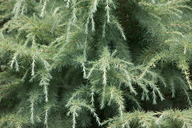 Cedrus deodara 
