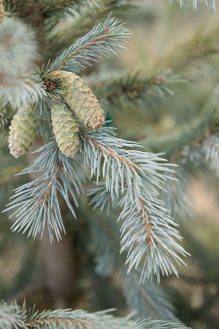 Picea engelmannii 