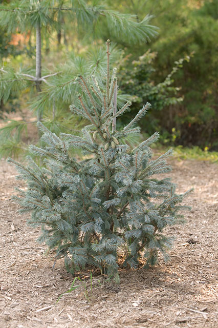 Picea engelmannii 