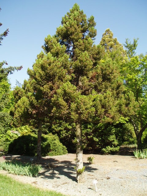 Cryptomeria japonica 