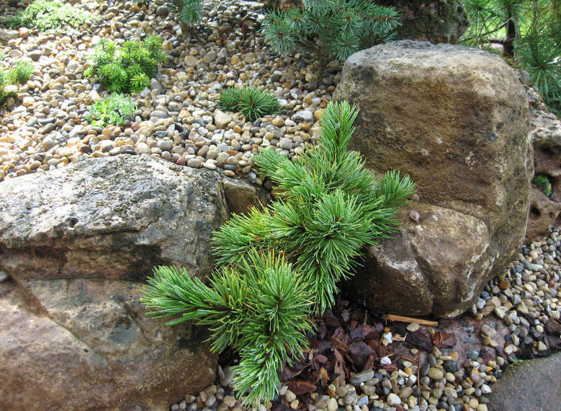Pinus aristata 