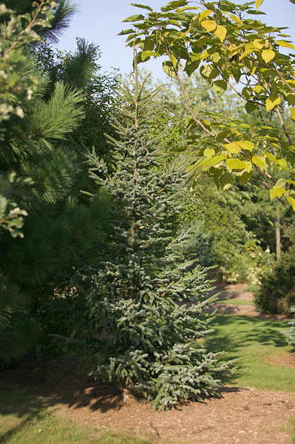 Picea jezoensis 