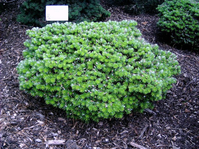 Abies koreana 