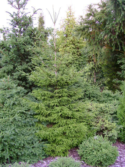 Picea orientalis 
