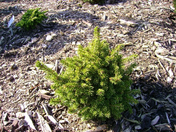 Picea orientalis 